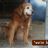 wagalongpetcareusa